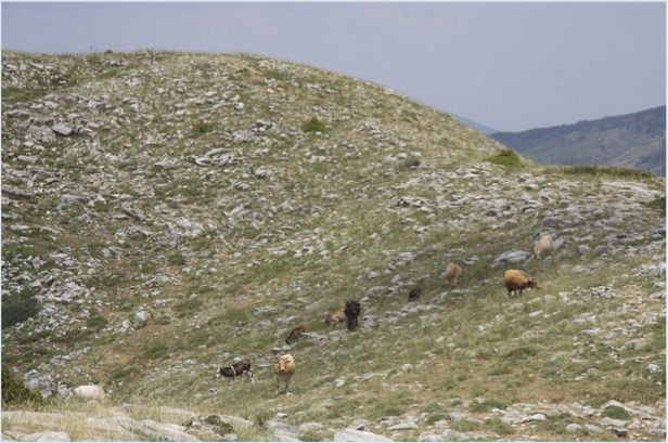 mountain ridge with cattle grazing