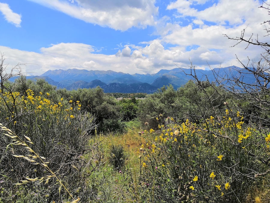 mountain range with plants in foreground