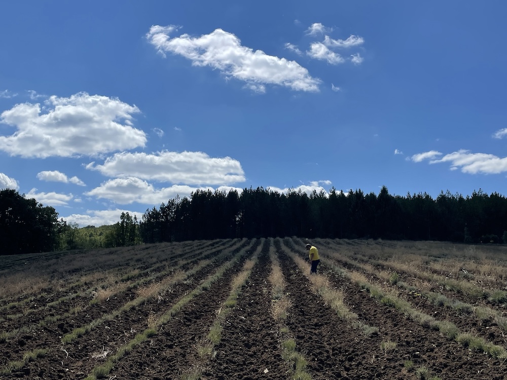 Field with stripes of earth and grass and trees in background.